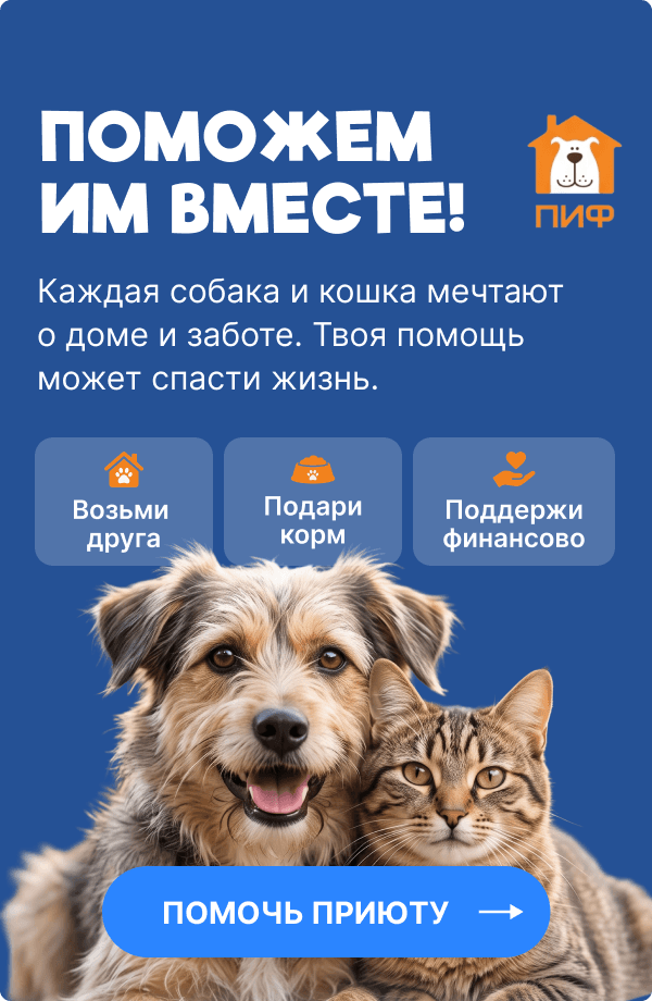 Приют для животных ПИФ Донецк — Поможем им вместе!